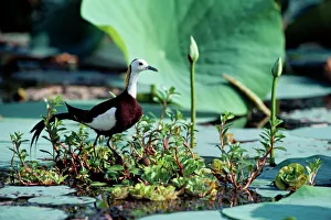 Pheasant-tailed Jacana / Lotus Bird / Lily Trotter - male at nest Pheasant-tailed Jacana / Lotus Bird / Lily Trotter - male at nest