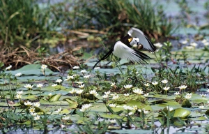 Pheasant-tailed Jacana - male removes newly laid egg & destroys it Pheasant-tailed Jacana - male removes newly laid egg & destroys it