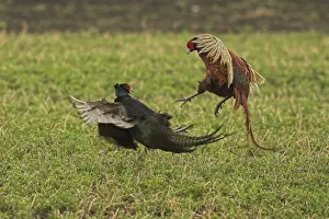 Game Bird Photography Prints: Pheasants - fighting