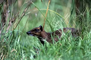 Philippine Wildlife Prints: Philippines Mouse Deer