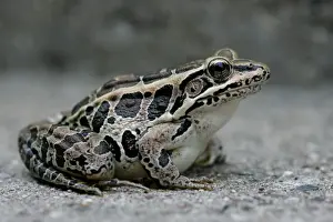 Jim Zipp Photography Prints: Pickerel Frog