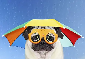 Pug Dog in Rain, Digital Art Prints, Posters Puzzles from