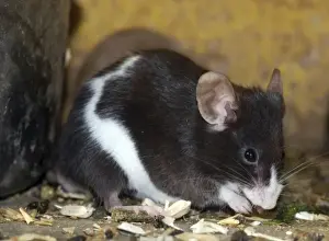 Piebald Mouse Print PM-10137