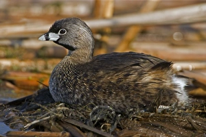 Pied-billed Grebe - On nest Pied-billed Grebe - On nest