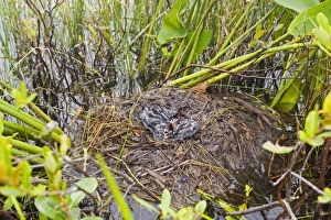Pied-billed Grebe nest with chicks Pied-billed Grebe nest with chicks