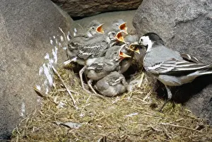 Pied Wagtail Prints: Pied Wagtail