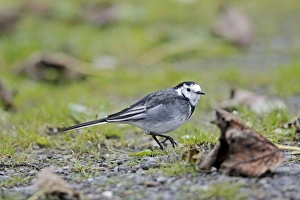Pied Wagtail / White Wagtail - searching for food on ground Pied Wagtail / White Wagtail - searching for food on ground
