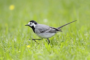 Pied / White Wagtail - searching for food on garden lawn Pied / White Wagtail - searching for food on garden lawn