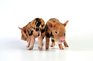 Pig - 1 week old Kune Kune piglets Pig - 1 week old Kune Kune piglets