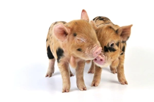Pig - 1 week old Kune Kune piglets Pig - 1 week old Kune Kune piglets
