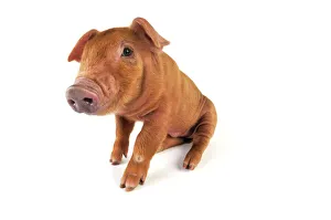 Pig. Duroc piglet on white background Pig. Duroc piglet on white background