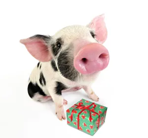 Pig. Kune Kune cross Gloucester Old Spot piglet with present Pig. Kune Kune cross Gloucester Old Spot piglet with present