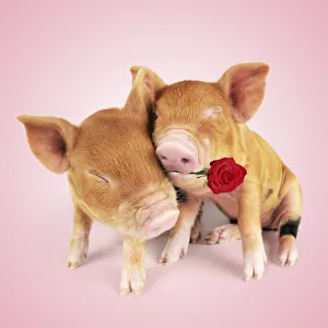 Pig. Kune piglets hugging and embracing holding a rose Pig. Kune piglets hugging and embracing holding a rose