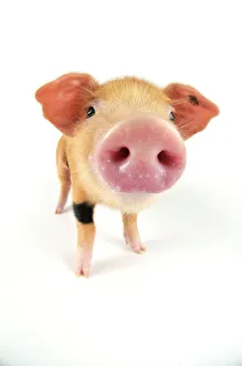 Pig. Oxford sandy and black piglet on white background Pig. Oxford sandy and black piglet on white background