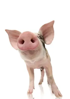 Piglet Print from Ardea
