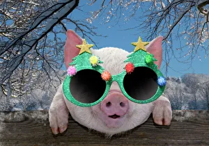PIG - Piglet looking over fence wearing Christmas glasses in winter snow PIG - Piglet looking over fence wearing Christmas glasses in winter snow