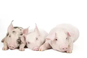 Prints of LA-9125 Pig - Piglets Jean-Michel Labat Images Dated 24th June 2010: Pig Print from Piglets LA-9125 by Jean-Michel Labat