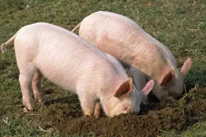 Pig Farming Images Prints: Pig - piglets digging in ground