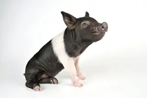 Prints of JD-20072 Pig - Saddleback cross piglet John Daniels Please note that prints are for personal display purposes only and may not be reproduced in any way. Pig Prints: Pig - Saddleback cross piglet Print