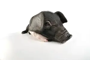 Baby Pigs For Sale Prints: Pig. Saddleback on white background