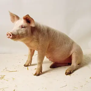 Studio Animal Photos Prints: Pig - sitting