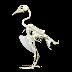 Birds In Black And White Prints: Pigeon Skeleton