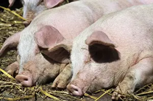 Agricultural Livestock Images Prints: Pigs - free range pigs sleeping