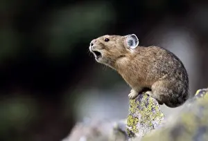 John Cancalosi Photography Prints: Pika - Calling to declare territory