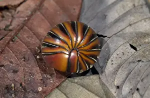Borneo Wildlife Images Prints: Pill Millipede - Borneo - order: oniscomorpha