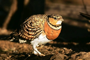 Pin-tailed Sandgrouse - female Pin-tailed Sandgrouse - female