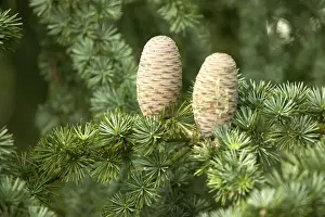 Pine Cone Photography Prints: Pine Cones on Cedar Tree