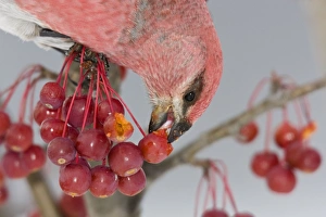 Pine Grosbeak - male eating seeds inside crabapple Pine Grosbeak - male eating seeds inside crabapple