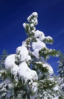 Russian Wilderness Photography Prints: Pine Tree - crown after a snowfall