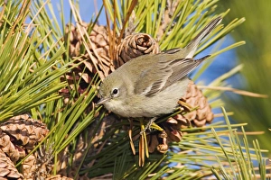 Pine Warbler - Immature female in first winter Pine Warbler - Immature female in first winter