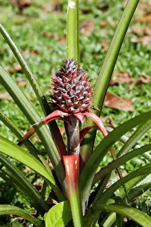 Pineapple Plant Prints: Pineapple. Venezuela