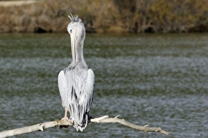 Pink-backed Pelican - preening Pink-backed Pelican - preening