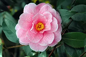 Pat Morris Photography Prints: Pink Camellia
