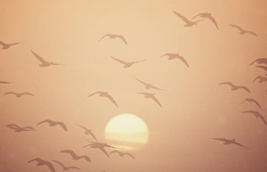 Pink-footed GEESE - in flight Pink-footed GEESE - in flight