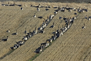 Pink-footed Geese - flock feeding on corn stubble Pink-footed Geese - flock feeding on corn stubble