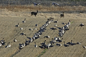 Pink-footed Geese and Roe Deer (Capreolus capreolus) - feeding on corn stubble Pink-footed Geese and Roe Deer (Capreolus capreolus) - feeding on corn stubble