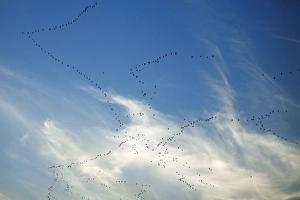 Pink-footed Geese - skein in autumn morning sky Pink-footed Geese - skein in autumn morning sky