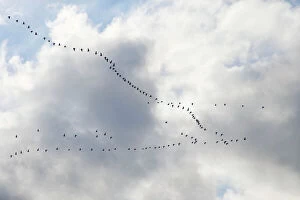 Images Dated 20th October 2007: Pink-footed Geese - skein in flight - October - Norfolk England