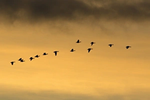 Pink-footed Geese - skein flying in autumn twilight Pink-footed Geese - skein flying in autumn twilight