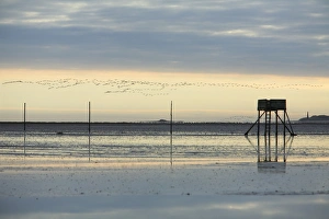 Pink-footed Geese - skein flying over mudflats of Lindisfarne National Nature Reserve in autumn Pink-footed Geese - skein flying over mudflats of Lindisfarne National Nature Reserve in autumn