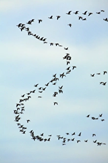 Pink-footed Geese - skein in morning sky Pink-footed Geese - skein in morning sky