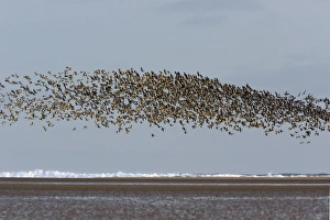 Pink-footed Geese - taking off from coastal mudflats, autumn Pink-footed Geese - taking off from coastal mudflats, autumn