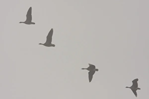 Pink-footed goose - flock of geese flying in formation in thick fog Pink-footed goose - flock of geese flying in formation in thick fog