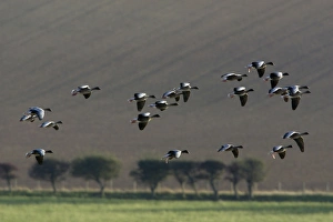 Pink-footed Goose - skien landing on arable land in autumn Pink-footed Goose - skien landing on arable land in autumn