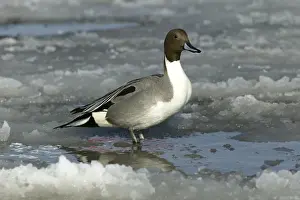 Pintail Duck Prints: Pintail