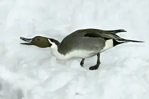 Wildlife Art Prints Online Prints: Pintail - calling